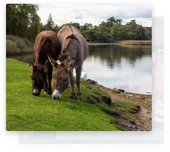 Donkeys grazing on grass near Belle & Blossom, florist New Forest.
